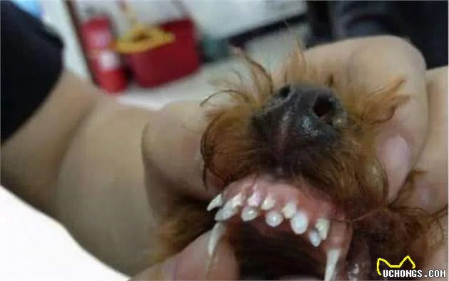狗狗缺钙有什么表现？