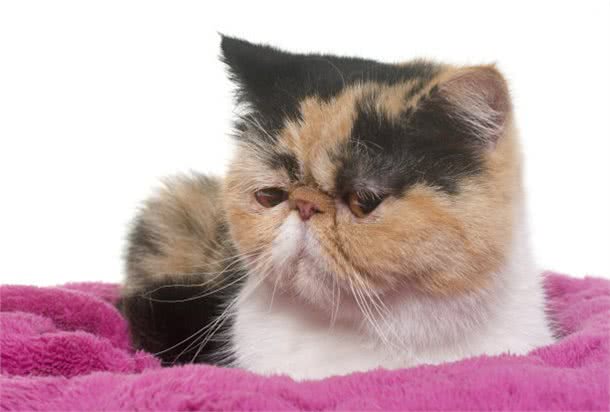 异国短毛猫的常见病有哪些？
