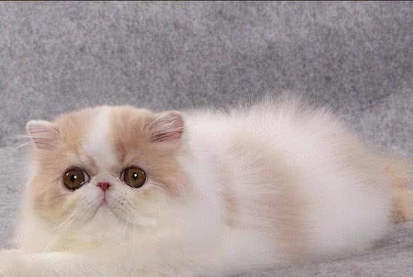 异国短毛猫的常见病有哪些？
