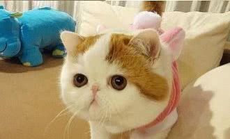 异国短毛猫的常见病有哪些？