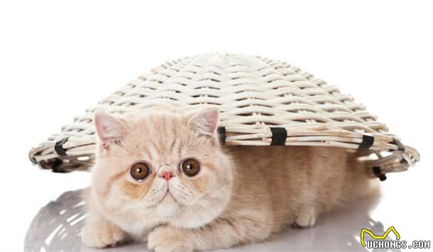 异国短毛猫的常见病有哪些？