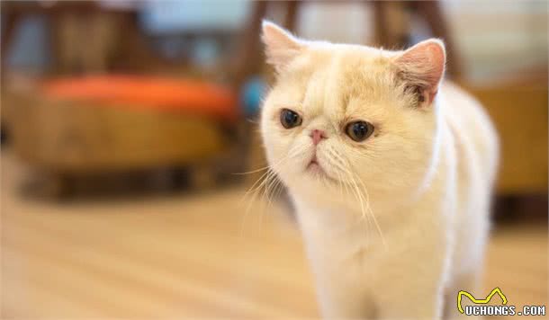 异国短毛猫的常见病有哪些？