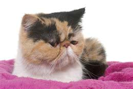 异国短毛猫的常见病有哪些？