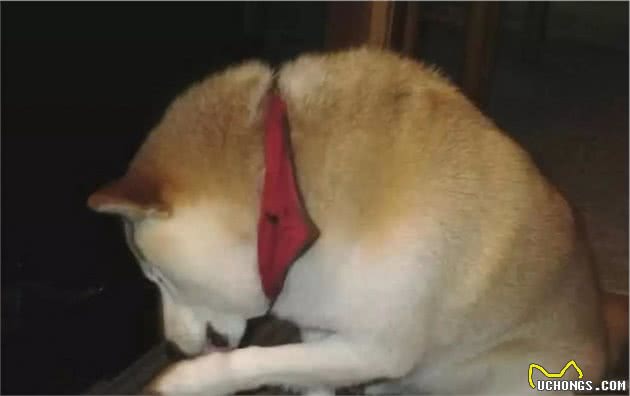 狗狗散步回家擦脚是好事，但要注意吹干毛发，否则易患趾间炎