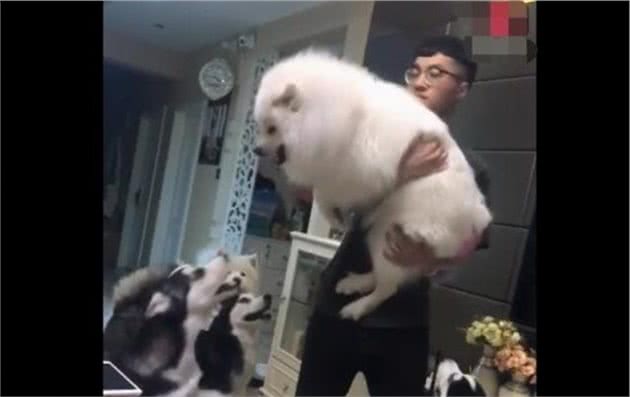 微笑天使偷吃了二哈的狗粮，惹得哈士奇火冒三丈