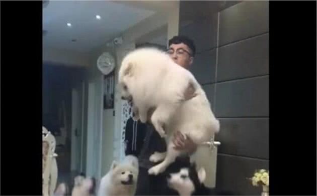 微笑天使偷吃了二哈的狗粮，惹得哈士奇火冒三丈