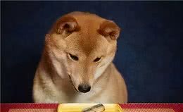 狗狗挑食的根源是这些，教你4招引导很有效