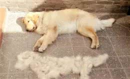自从养了宠物猫狗之后，哪哪都是毛？其实处理毛发的方法很简单哦