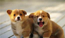 狗子最常见的一些动作所表达之意，你确定都清楚吗？我看未必