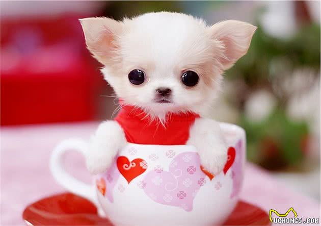 是什么情况，狗狗出现的眼屎多