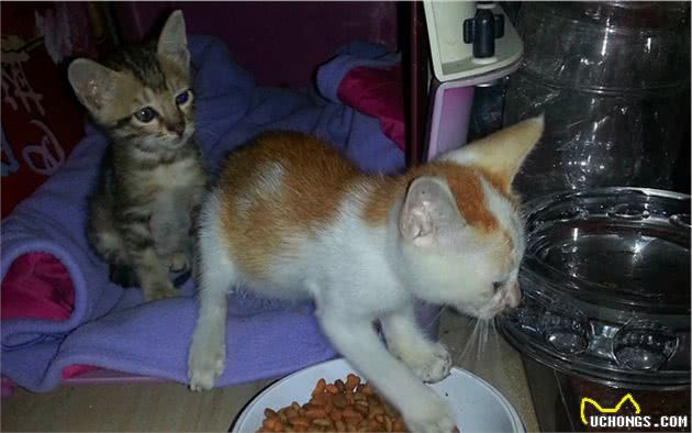 干猫粮吃多了易缺水，对不爱喝水的猫咪，干湿粮混合喂食才是良选