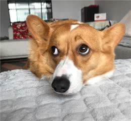 我家狗狗是个贪吃鬼，谁给东西都敢吃！怎么教育它？