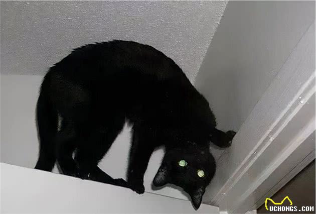 中国土猫天生比国外品种猫差？我看未必