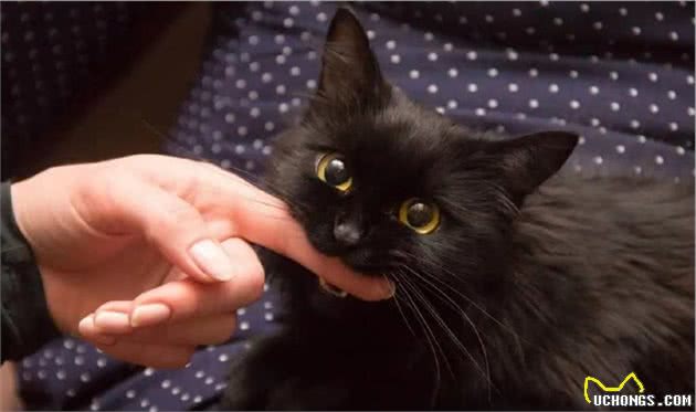 中国土猫天生比国外品种猫差？我看未必