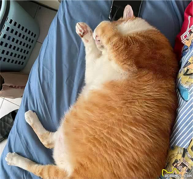 中国土猫天生比国外品种猫差？我看未必