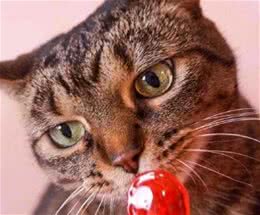 猫咪有味觉吗？猫咪吃得出甜味？猫咪持棒棒糖居然没感觉……