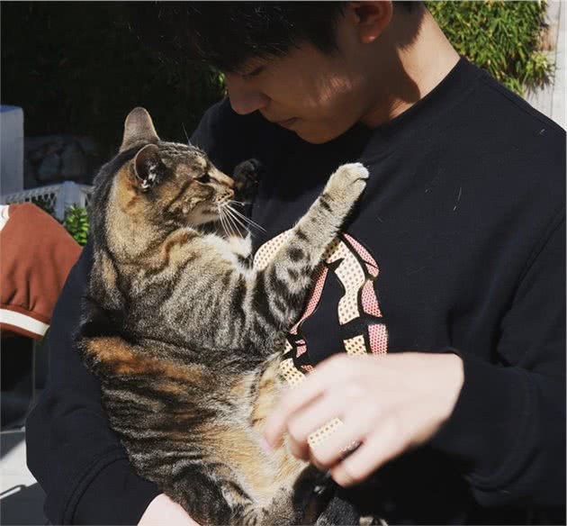 你抱猫的方式正确吗？这几种错误方式，不少人还在犯