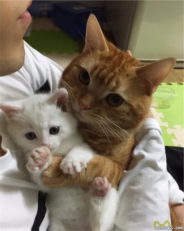 你抱猫的方式正确吗？这几种错误方式，不少人还在犯