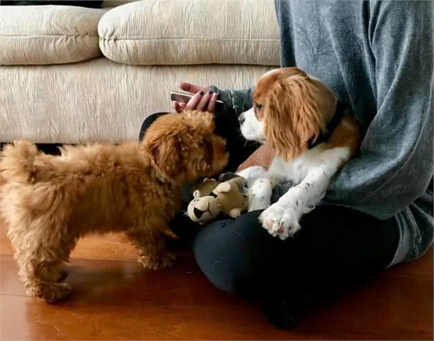 主人过于爱狗狗，可能会让它变成胆小狗！幼犬社会化很重要