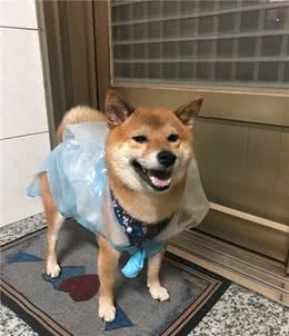 主人给柴犬穿上垃圾袋后，它的笑容瞬间消失了：这也太扯了吧