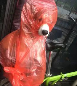 当狗子穿上铲屎官做的奇葩雨衣，笑喷了