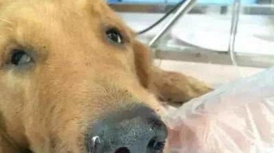 教训狗狗讲究多，这几个部位不能用力打，都是过来人“血的教训”