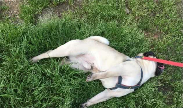 当宠主遛狗时，把狗遛累了是什么体验？