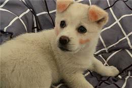 狗狗的美容和护理