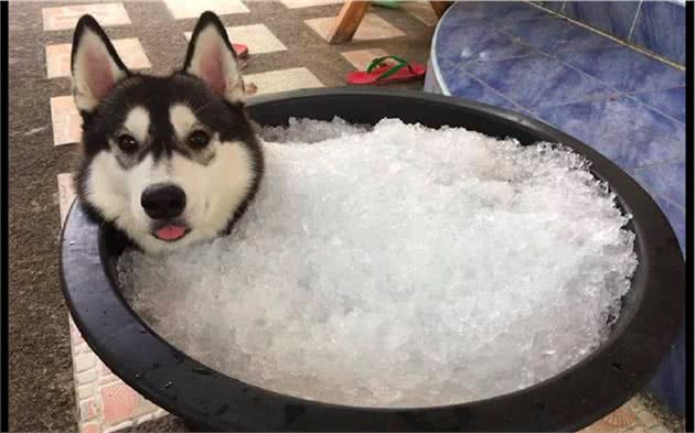 为给雪橇犬降温，主人给它准备了一大缸冰块，狗：仿佛回到了老家