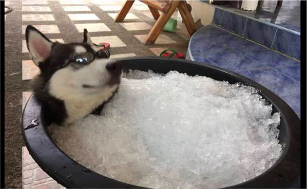 为给雪橇犬降温，主人给它准备了一大缸冰块，狗：仿佛回到了老家
