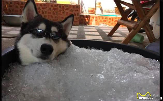 为给雪橇犬降温，主人给它准备了一大缸冰块，狗：仿佛回到了老家
