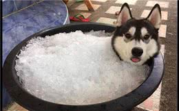 为给雪橇犬降温，主人给它准备了一大缸冰块，狗：仿佛回到了老家
