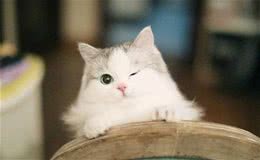 坠落人间的优雅小仙女—布偶猫
