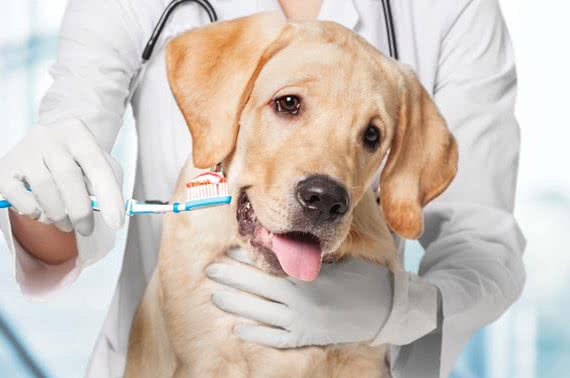 狗狗什么时候才算真正成熟？一看牙齿二看骨骼，我家狗狗初长成