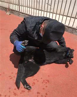 特警支队直属警犬中队组织开展警犬疾病预防工作
