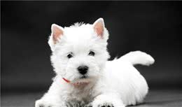盘点最爱叫的小型犬，养过的都说吵到崩溃