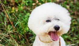 最伤“比熊犬”的饲养方式，每种都会要狗命，你别不知道