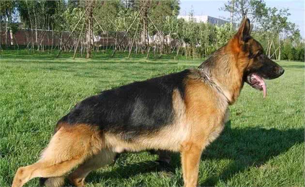 德国牧羊犬，一旦它接纳了你，就别提它对你有多温柔了