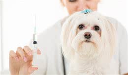 犬瘟虽可怕，但是做好这几点也就如此，快来学习一下吧！