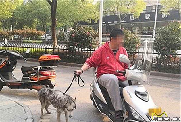 哈士奇闯入商店被误当成狼，警察赶来后才解开误会：原是撒手没