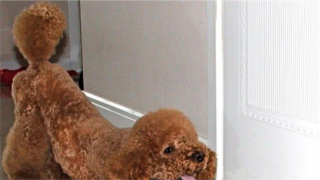 泰迪犬总是“伸懒腰”，其实它在表达这5个意思