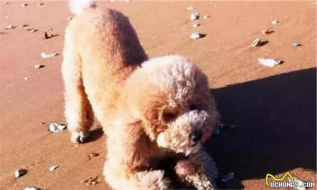 泰迪犬总是“伸懒腰”，其实它在表达这5个意思