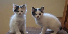 来自日本短尾巴的猫，短尾猫
