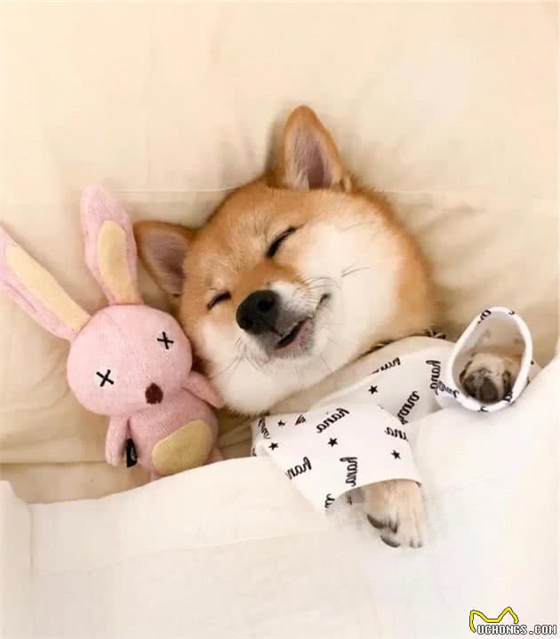 柴犬日常护理之换季篇