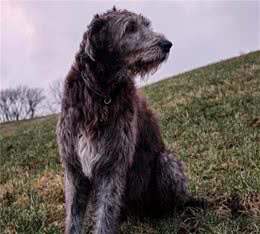 邻居家的巨型狗狗，享有“犬界巨人”之名誉，该品种很少人知道