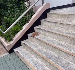 流浪橘猫上门求收养，跟着好心人回家，被拒绝后它每晚都睡在门口