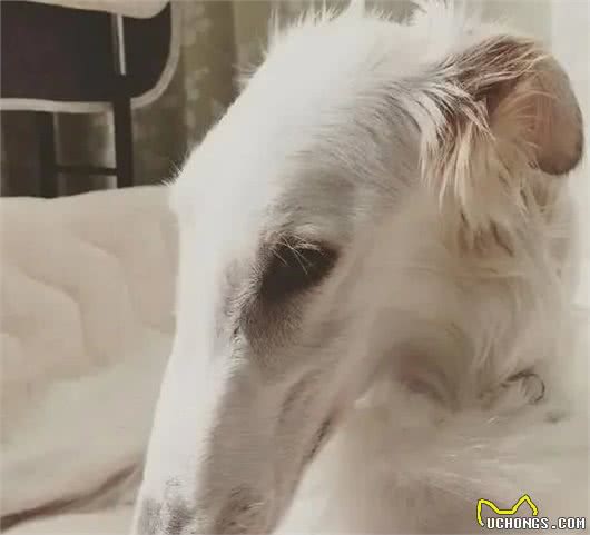 世界上脸最长的狗狗，你们一定没有看过