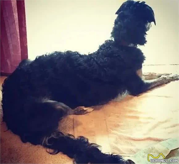 世界上脸最长的狗狗，你们一定没有看过