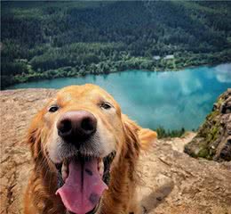 5种最受家庭欢迎的大型犬，其中一种如果没栓绳，必须立刻逃离