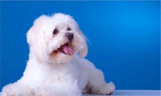 犬食物过敏性皮炎是什么？如何诊断以及治疗？一文告诉你答案